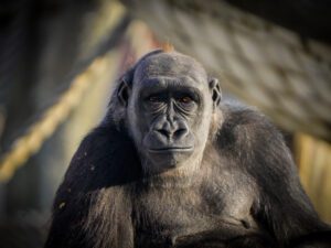 Western lowland gorilla