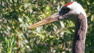 Red-crowned crane