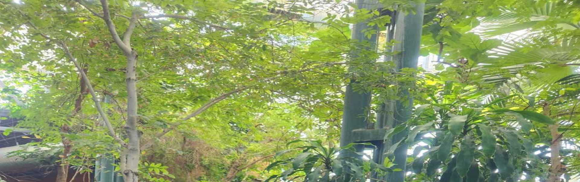 Rainforest aviary