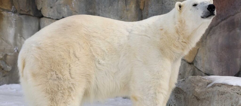 Polar Bear