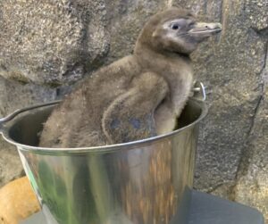 Humboldt chick 'Rafael'