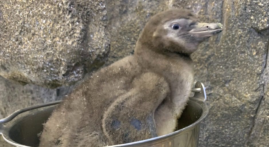 Humboldt chick 'Rafael'