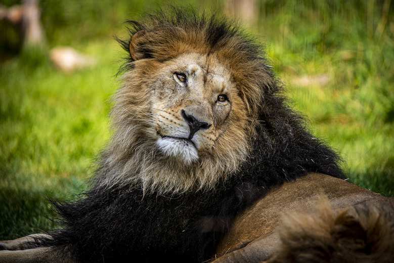 African lion, Baruti