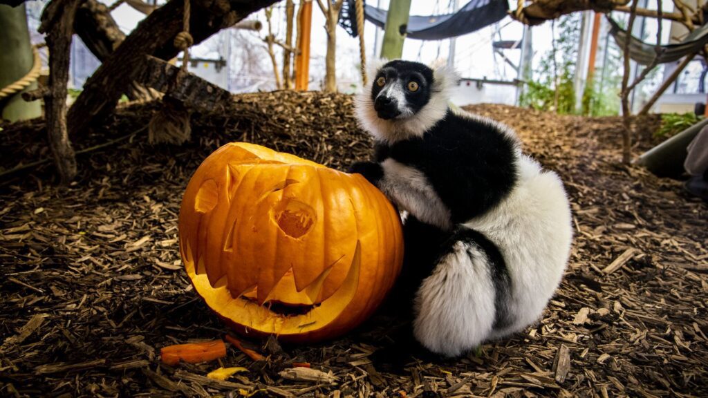 Halloween Lemur