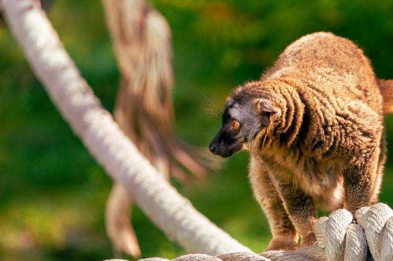 Red-fronted lemur - Unknown Zoo Grounds, Destination Africa, Land of Lemurs, Alberta, Canada
