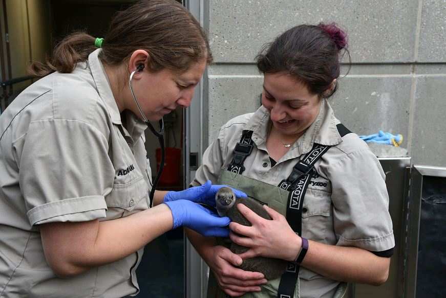 Dr. Adriana penguin chick exam