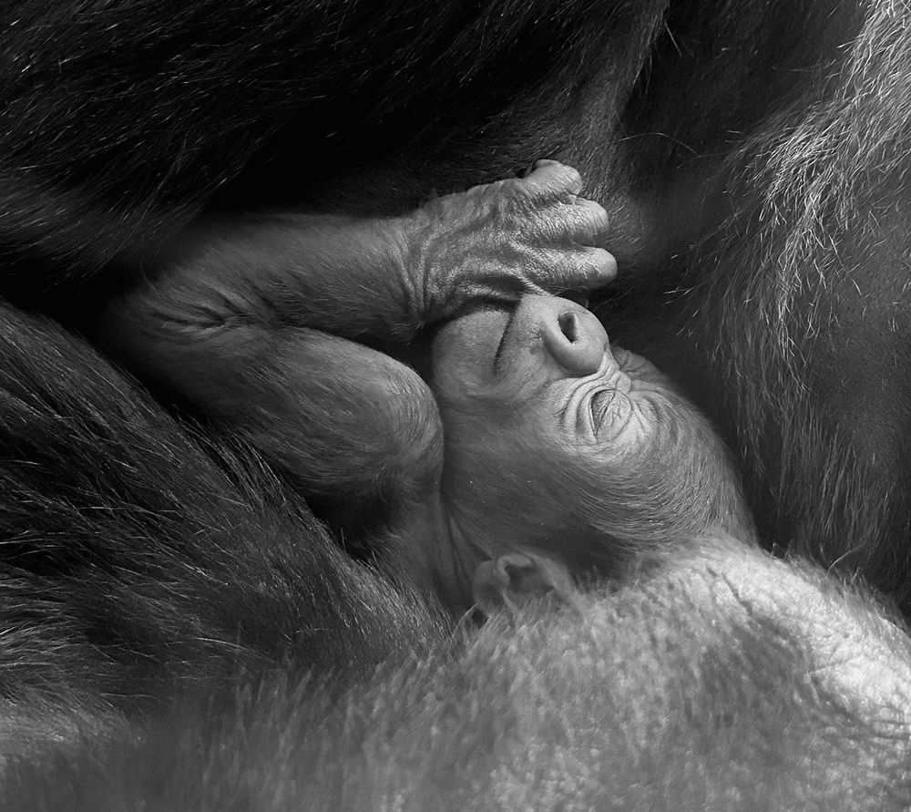Western lowland gorilla, Yewande and male infant