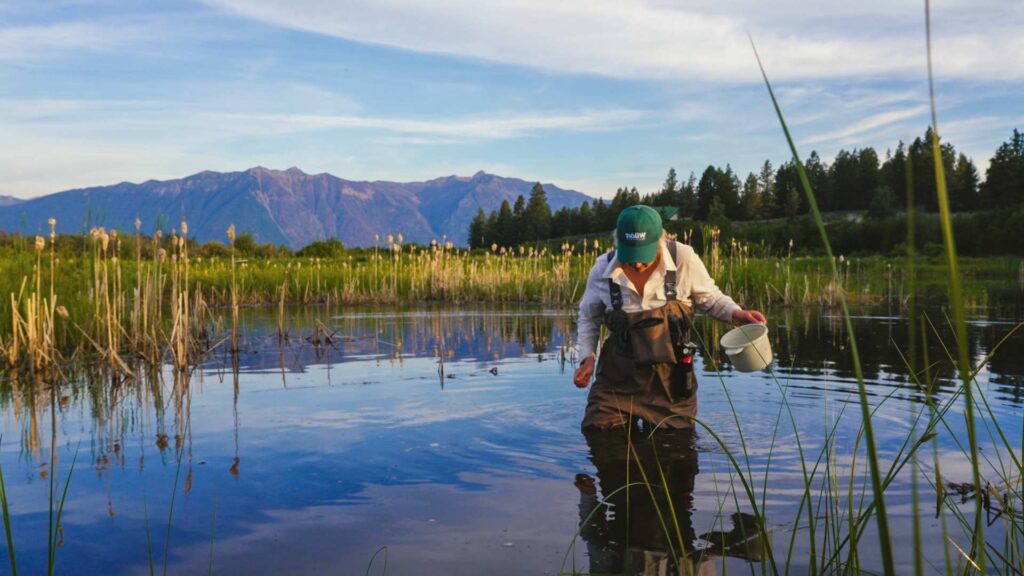 Northern Leopard Frog release