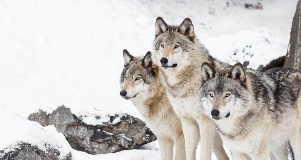 Wolves