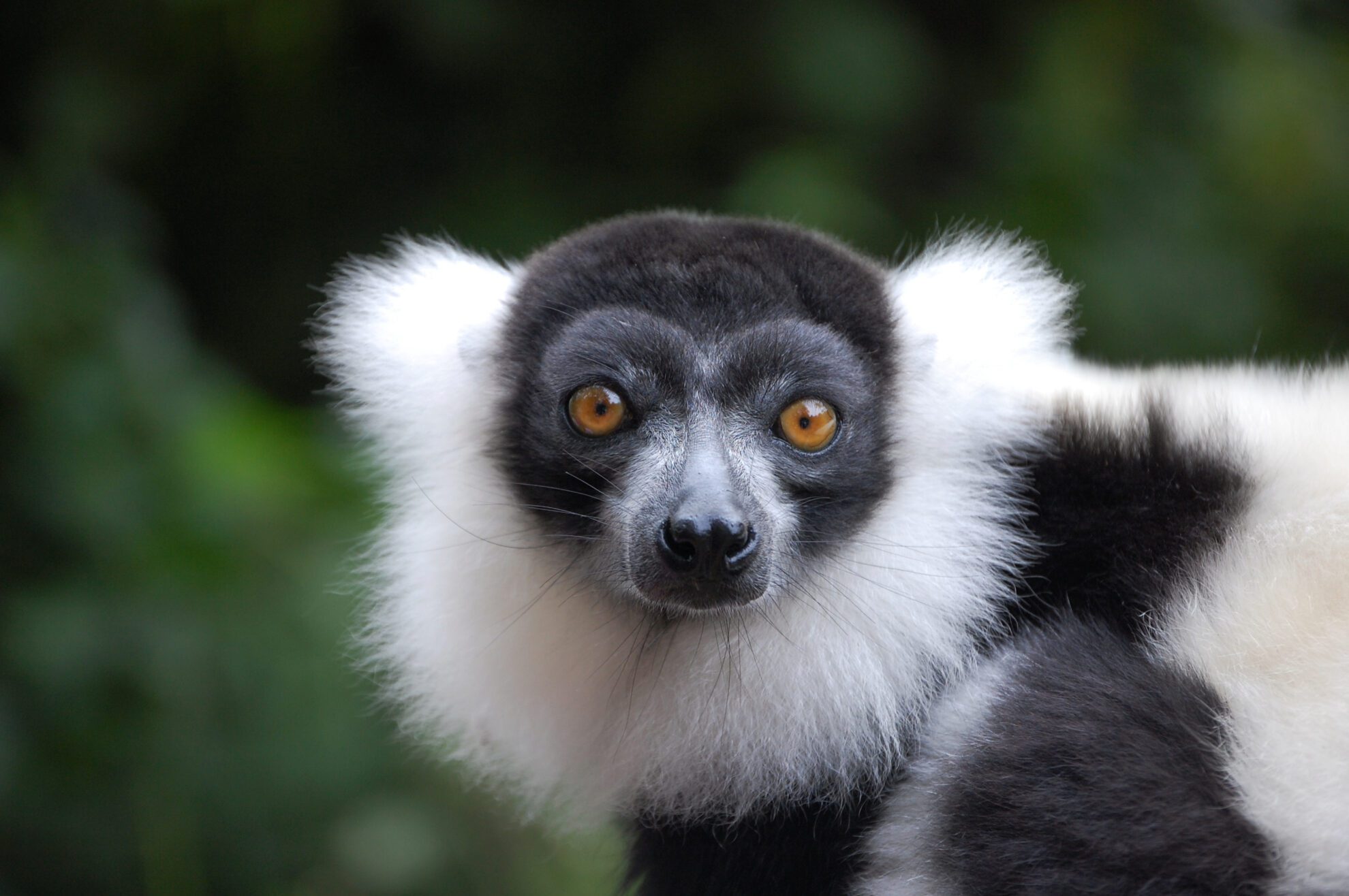 Lemur