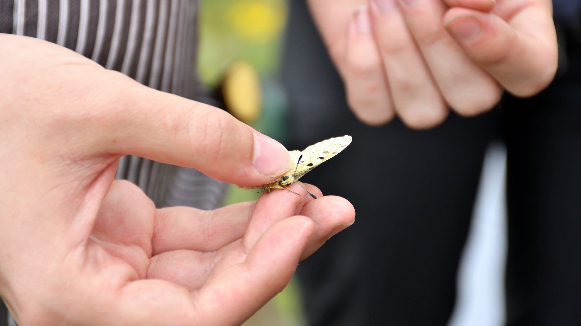 Half-Moon Hairstreak Butterfly