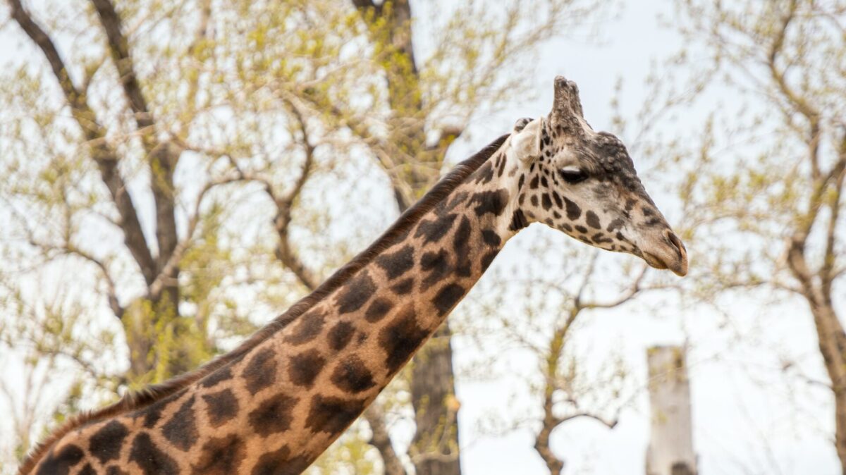 Masai Giraffe, Nabo