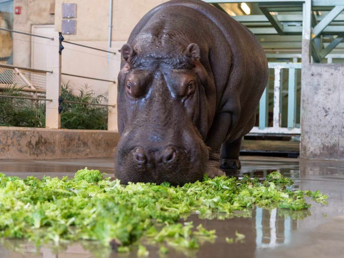 Hippo