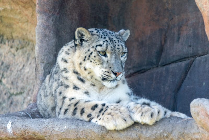 Snow Leopard