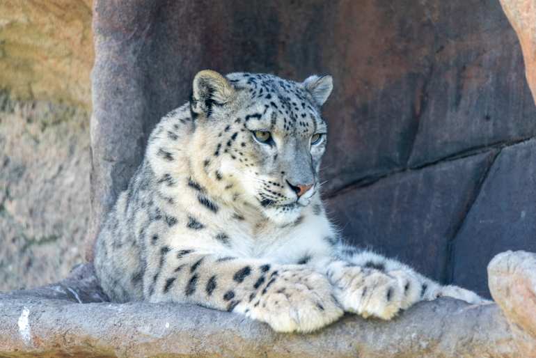 Snow Leopard, Leika