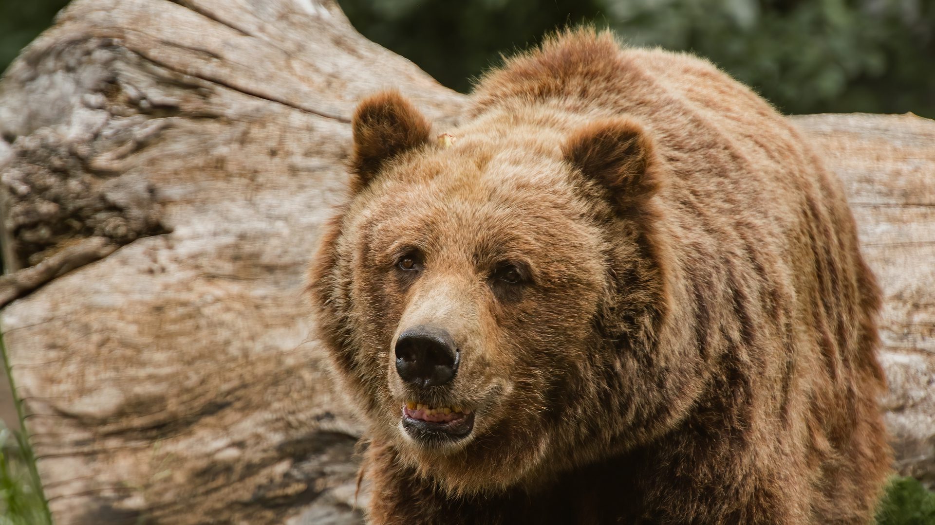 Grizzly bear, Weight, Habitat, & Facts