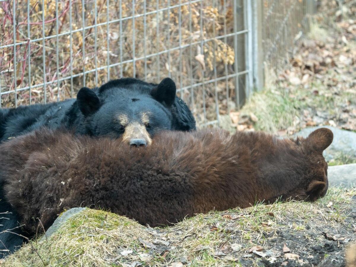 Black Bear