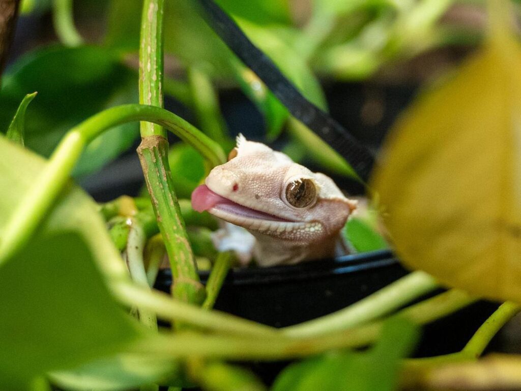 Lizard