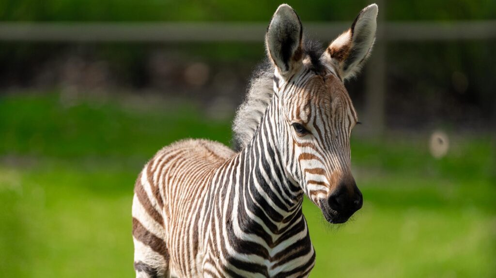 Zebra Foal