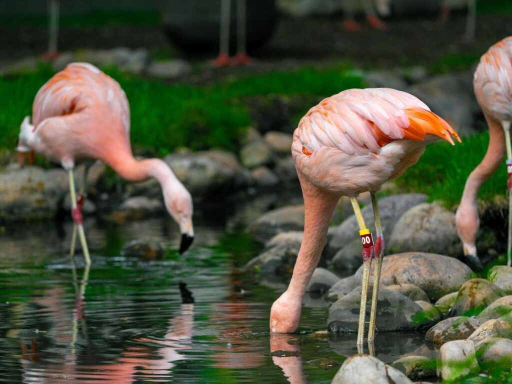 Chilean Flamingos