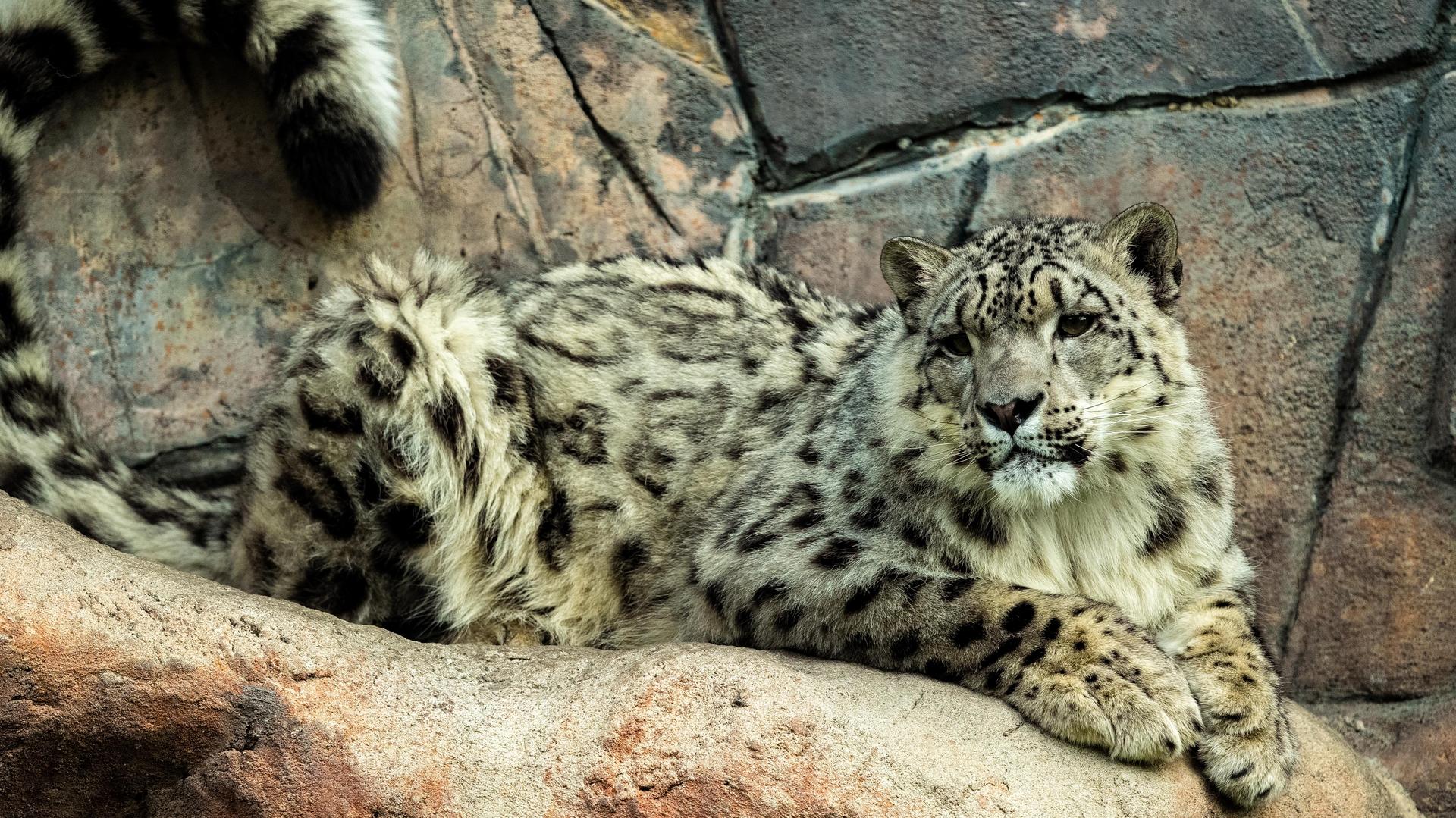 Snow Leopards - Wilder Institute/Calgary Zoo