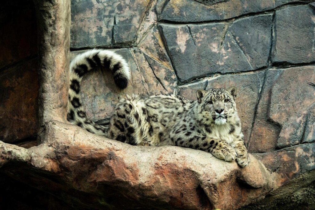 Snow Leopard Zoo Grounds, Exploration Asia, Gateway to Asia, Alberta, Canada