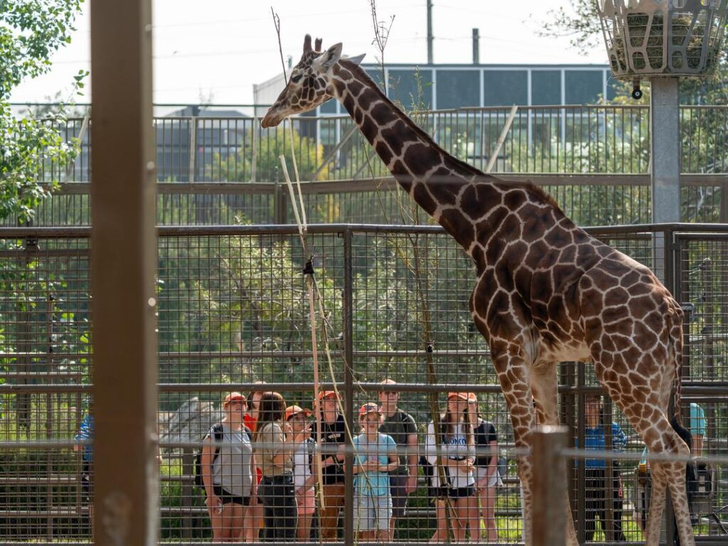 Giraffe