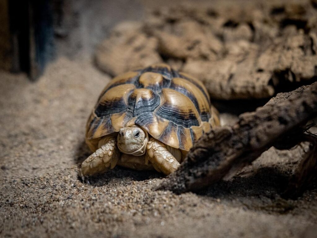 Egyptian Tortoise