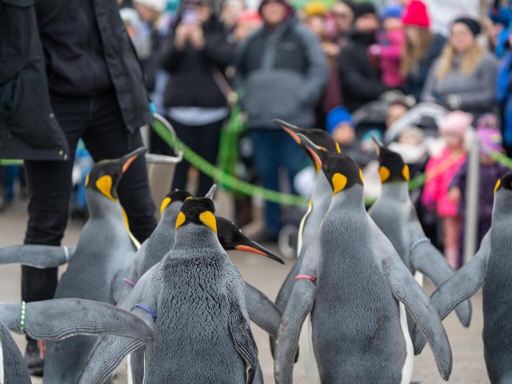 King Penguins