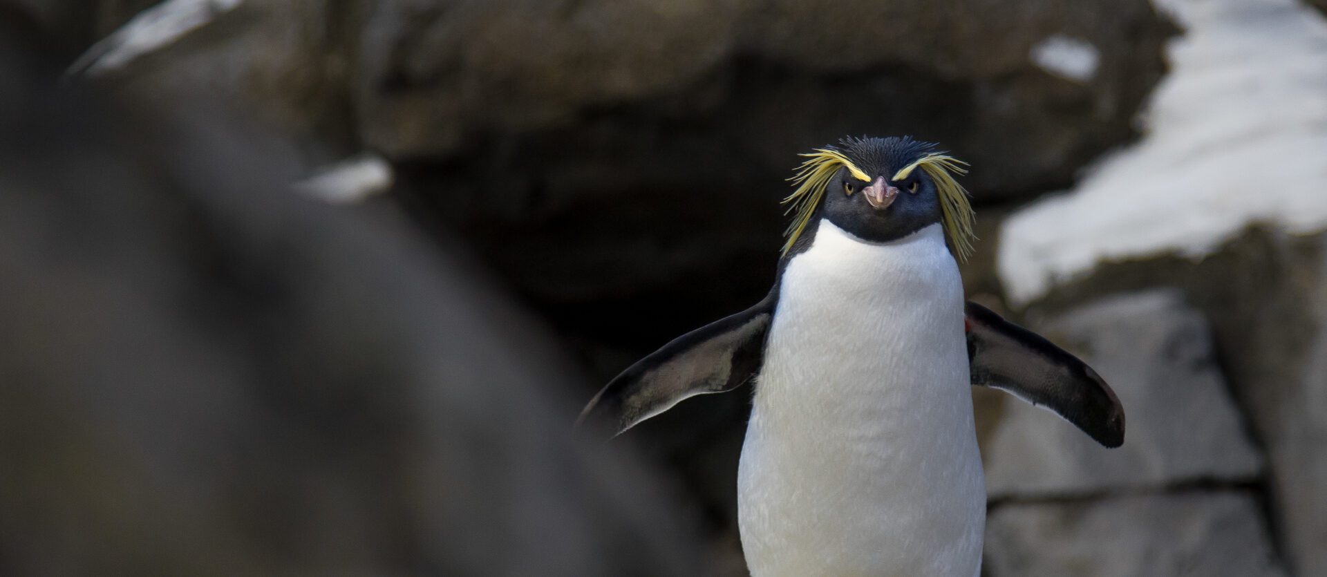 Rockhopper Penguin