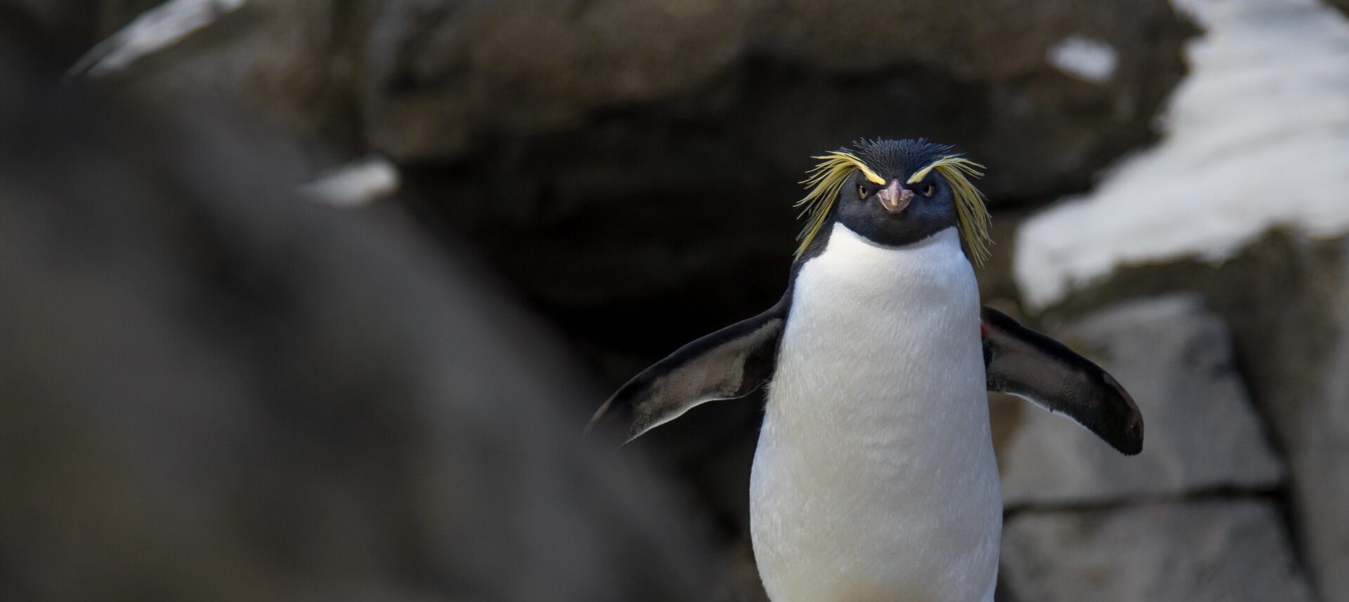 Rockhopper Penguins