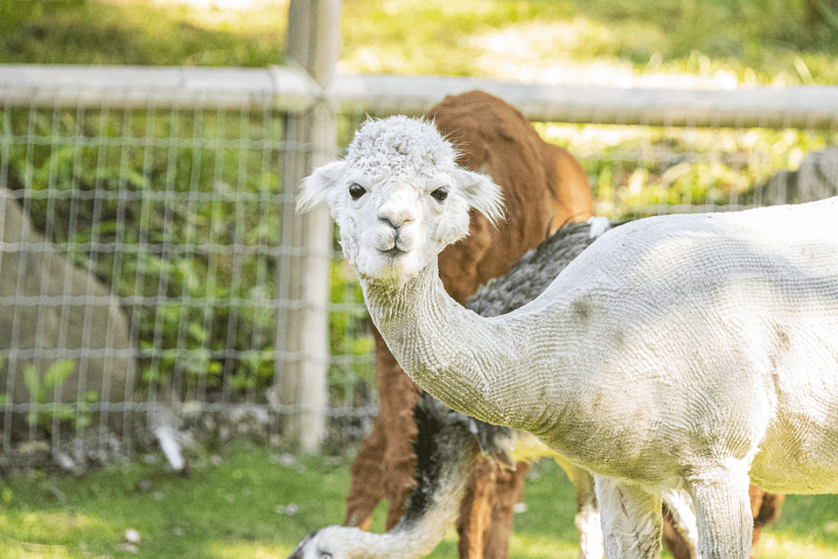 Alpaca