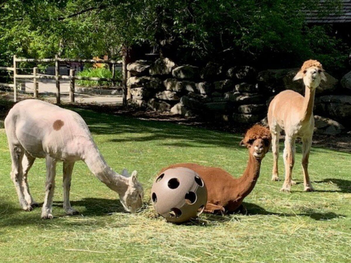Alpacas