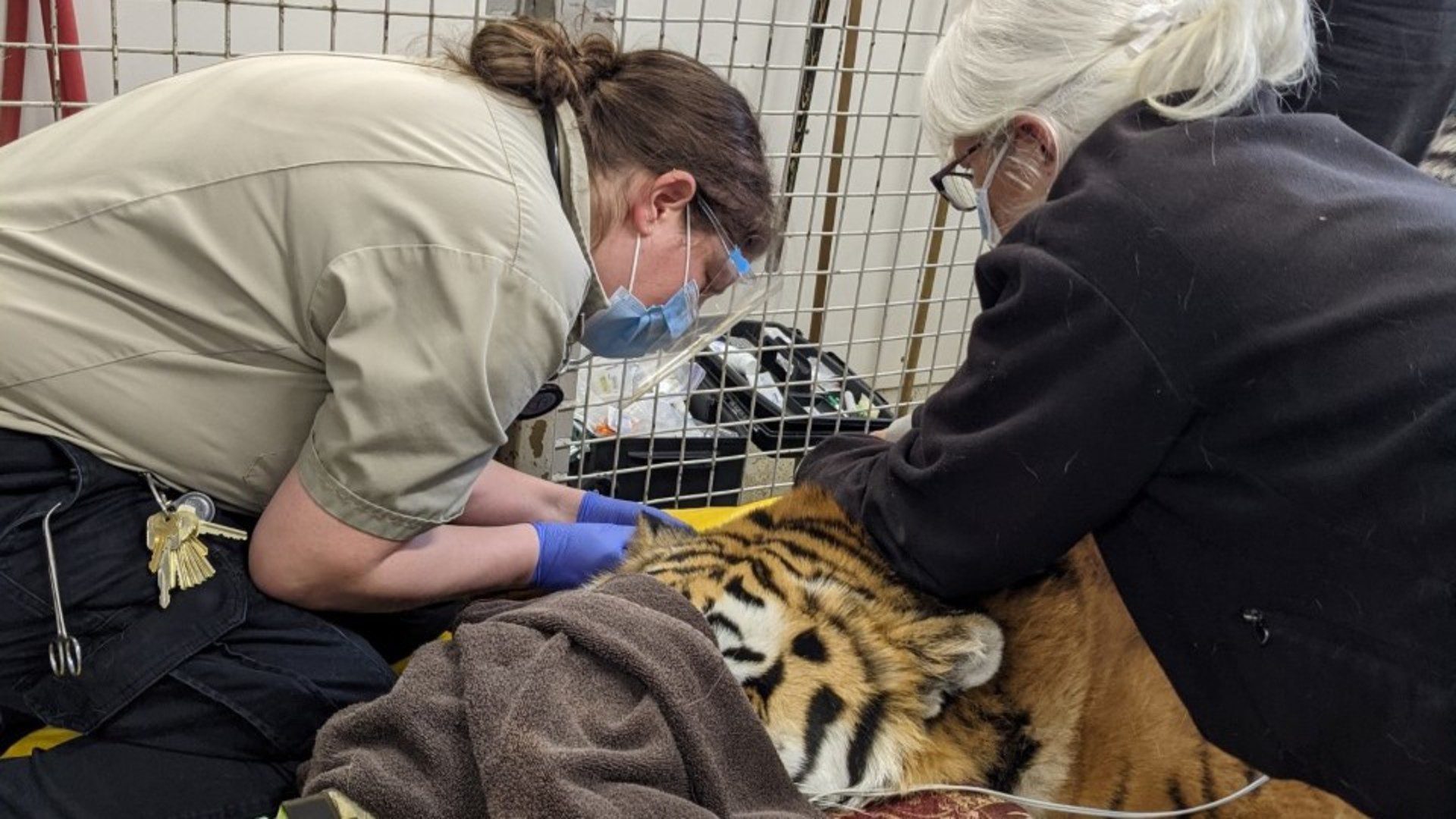 Amur Tiger Artificial Insemination
