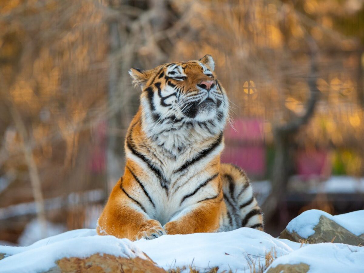 Amur Tiger