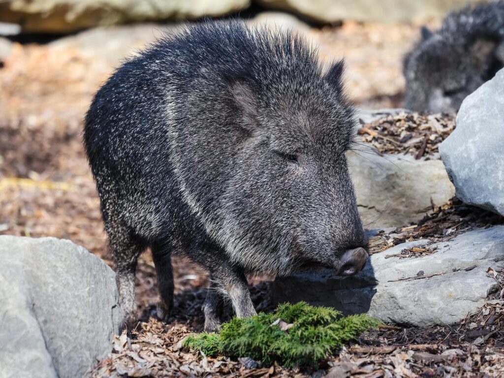 Chacoan Peccary