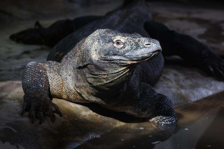 Calgary Zoo Animals. Photo Credit: Sergei Belski Komodo Dragons