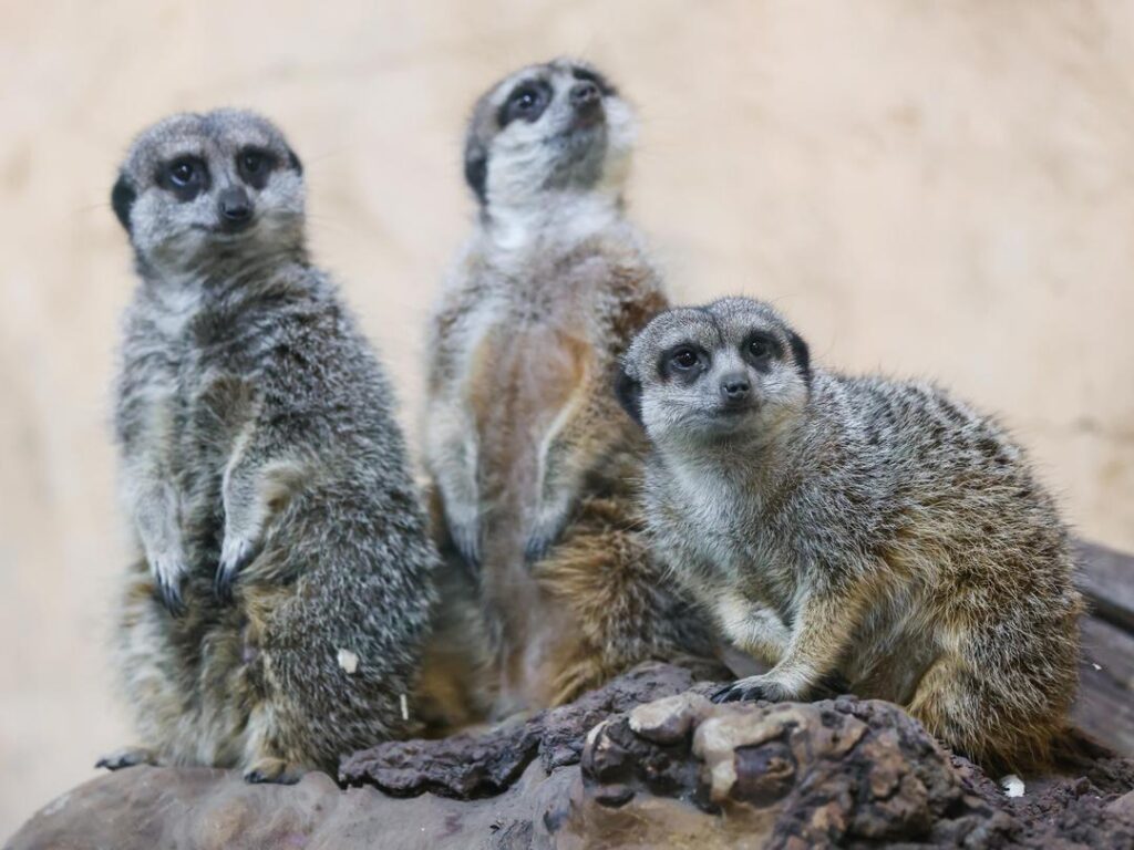 Meerkats