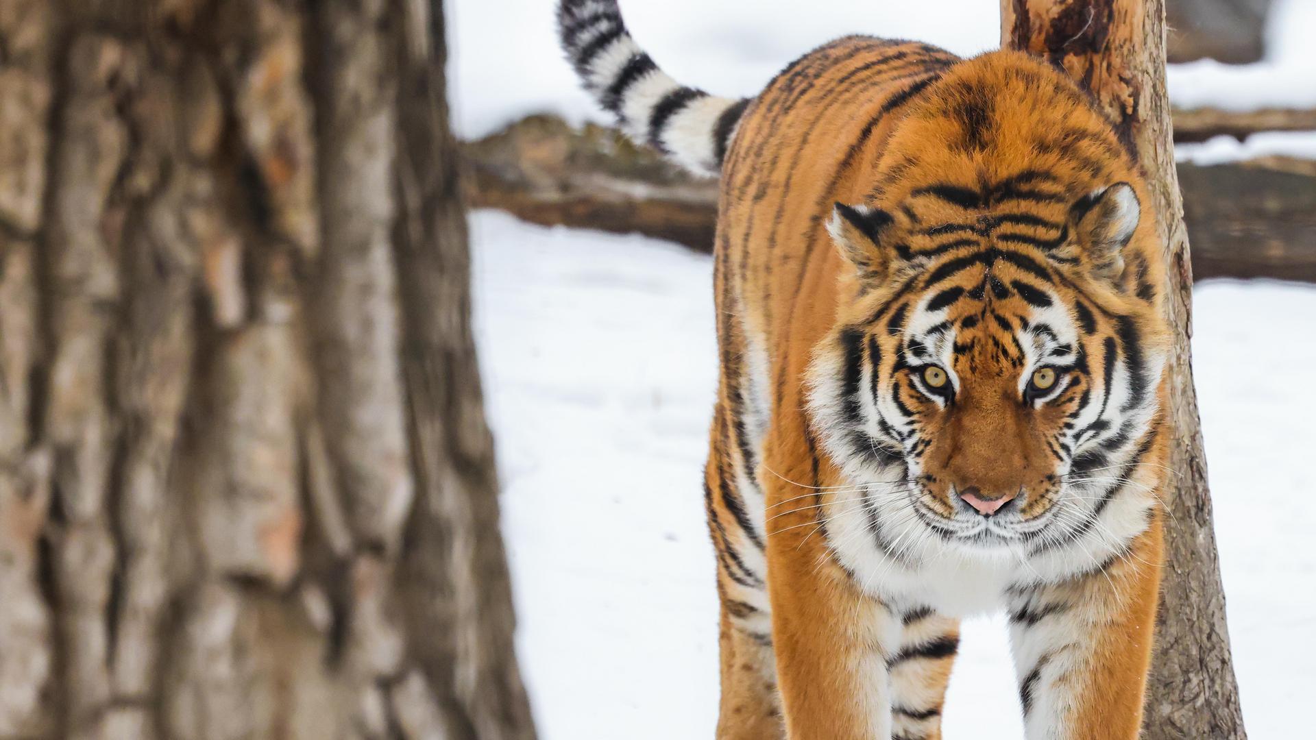 Amur Tiger