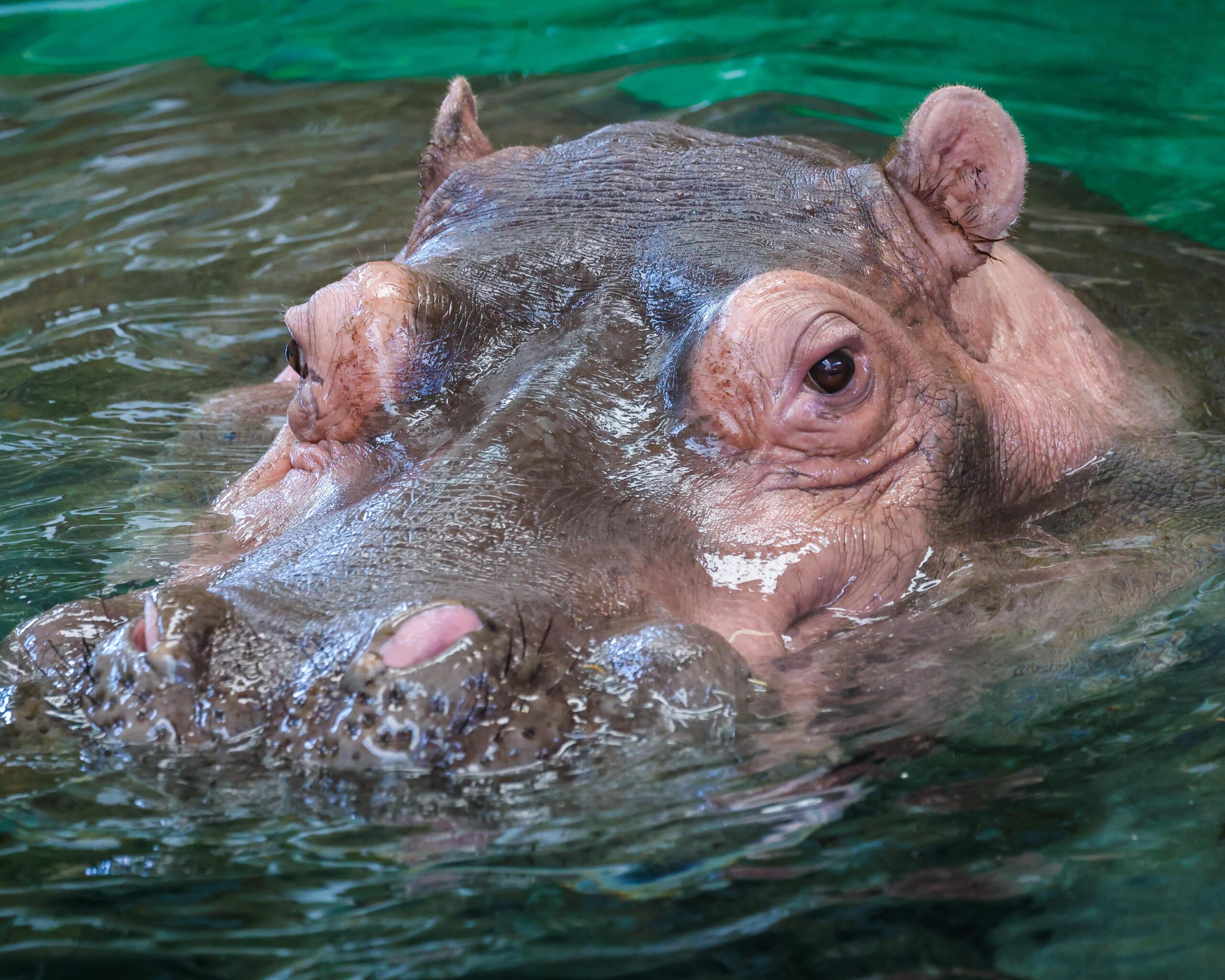 Hippos