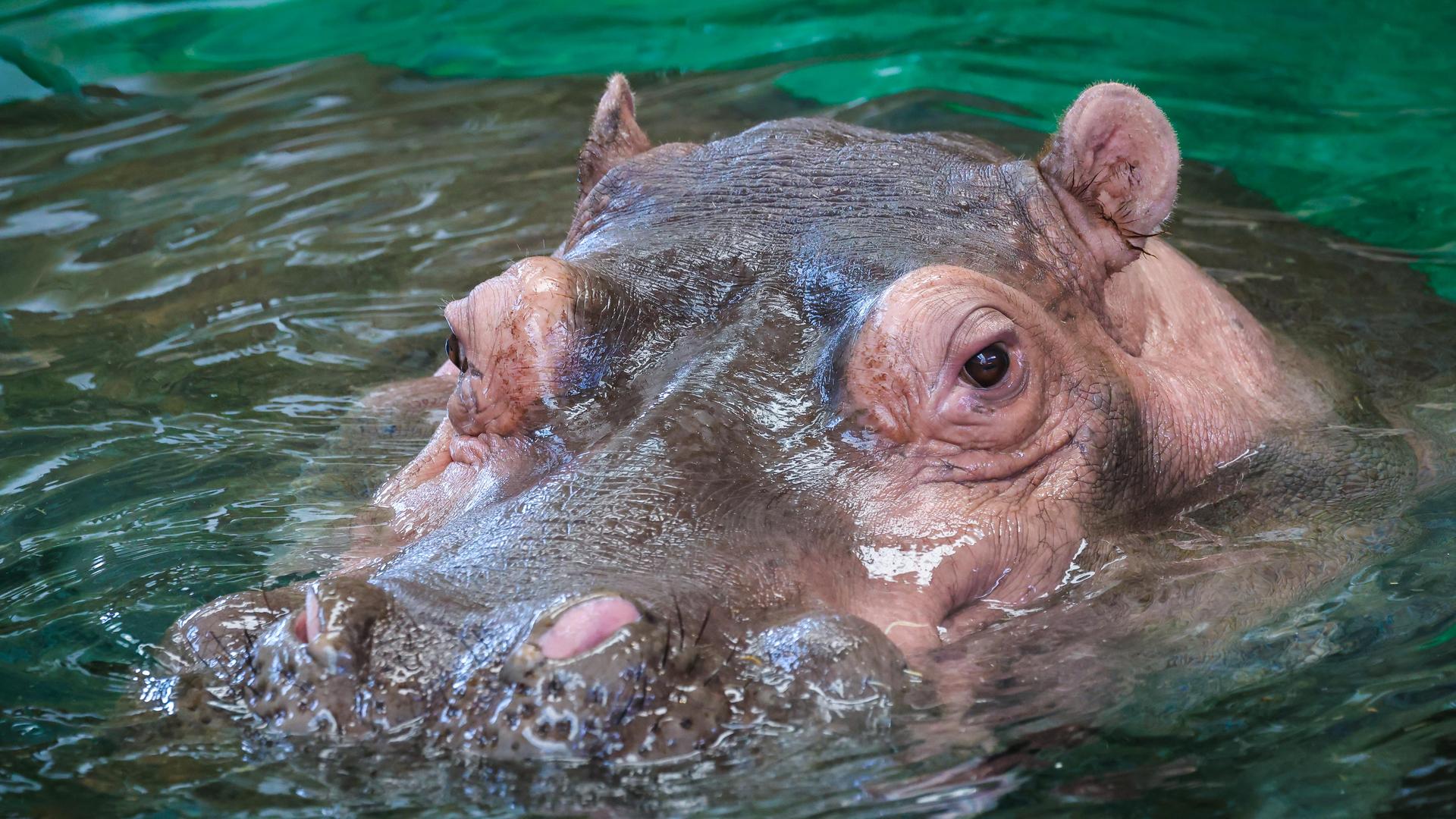 Hippo at the zoo