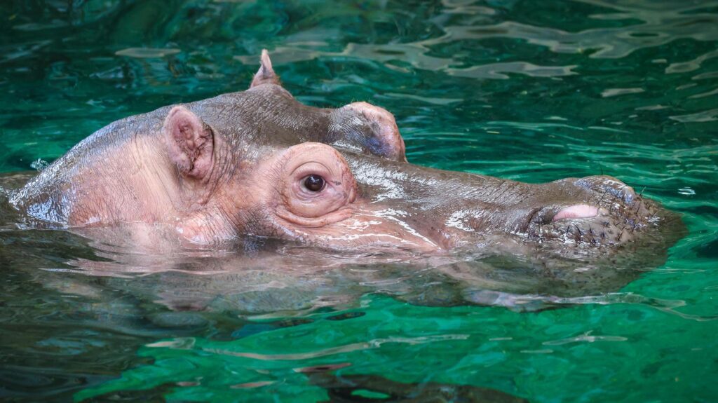 Hippo