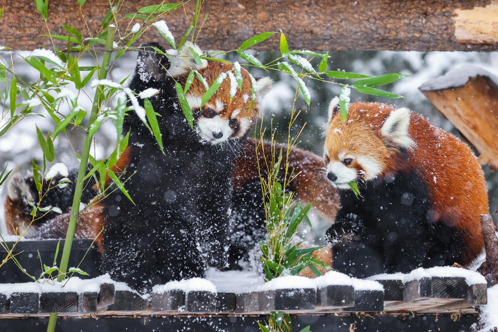 Red Panda