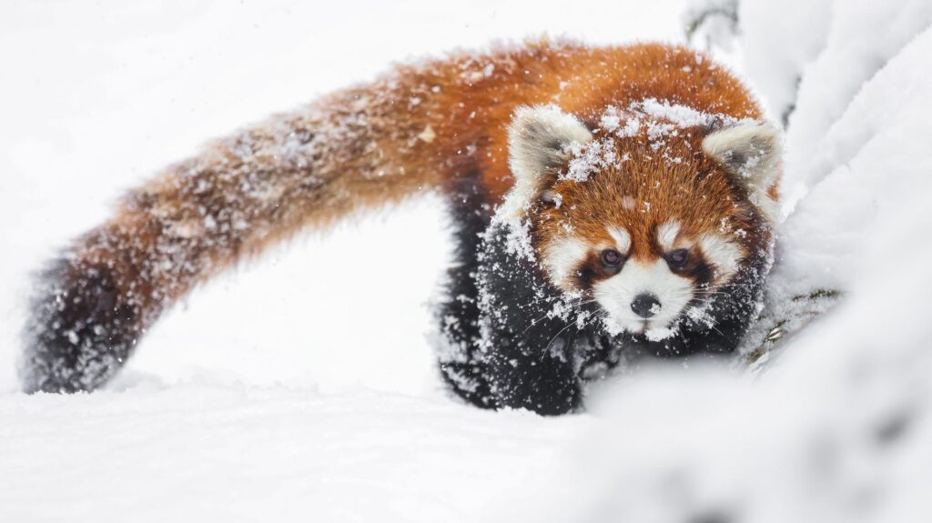 Red pandas