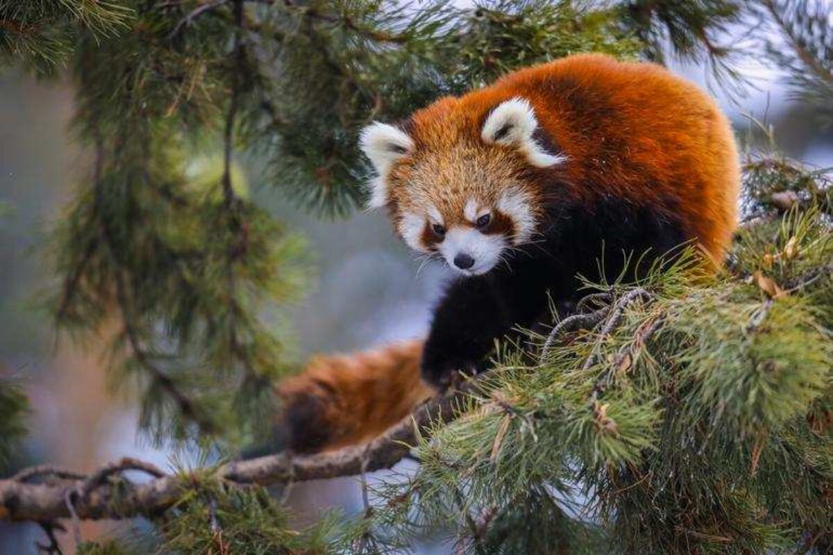 Red Pandas