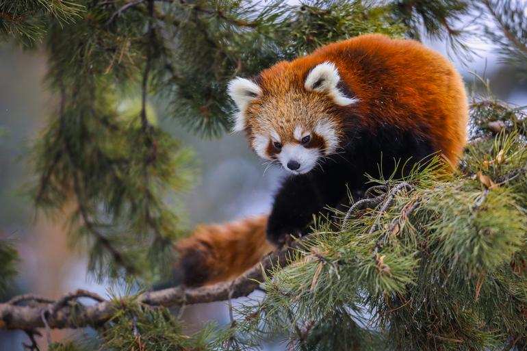 Red Pandas