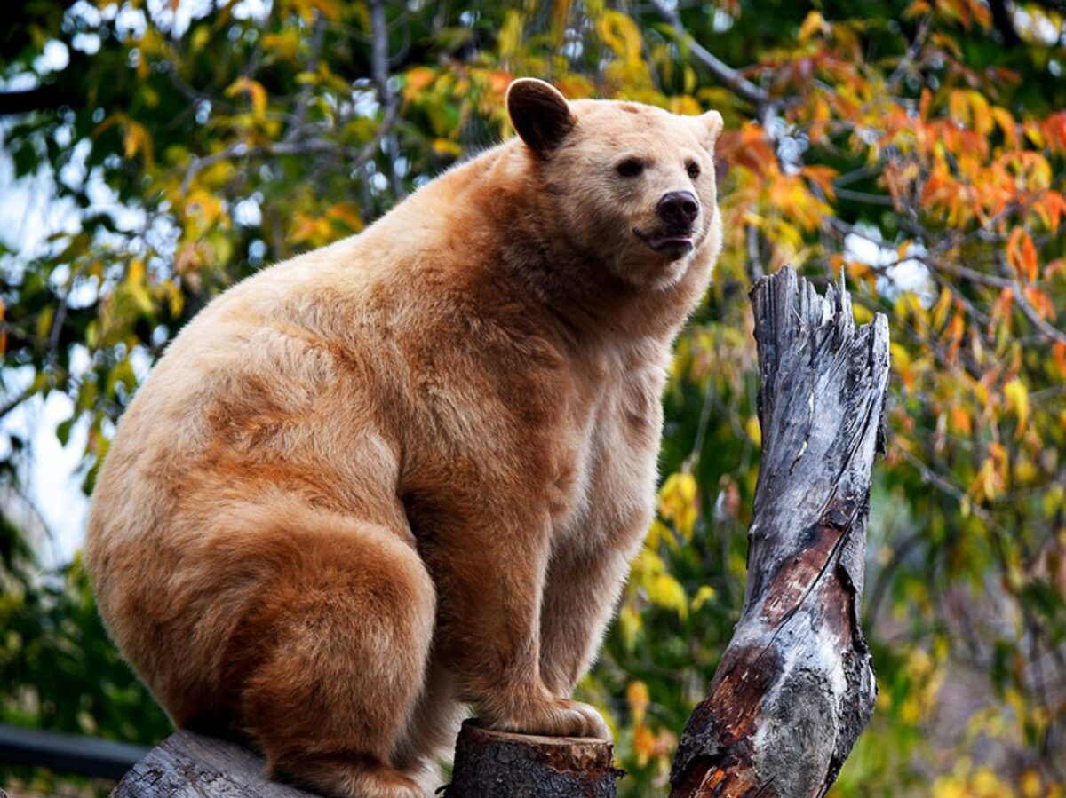 Black Bear