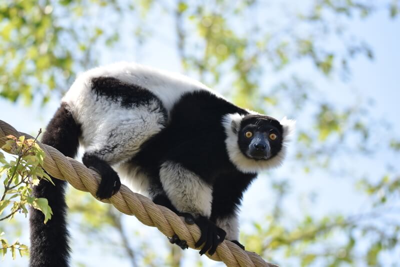 Black and White Ruffed Lemur