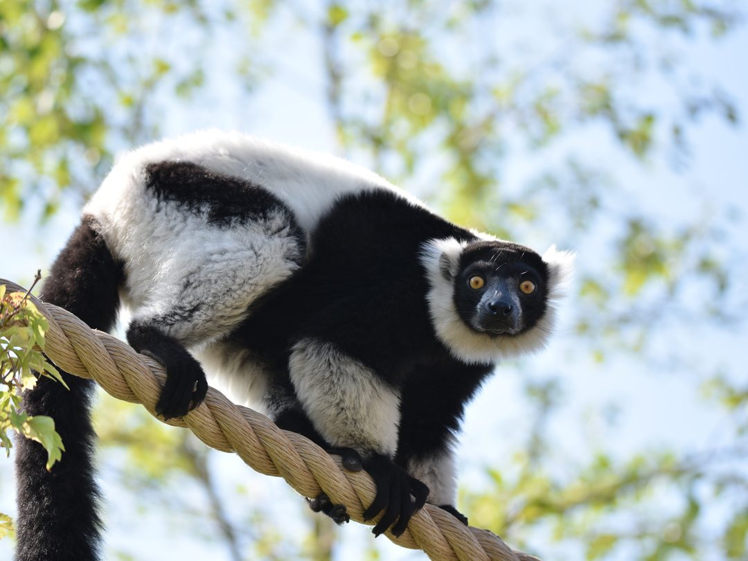 Black and White Ruffed Lemur