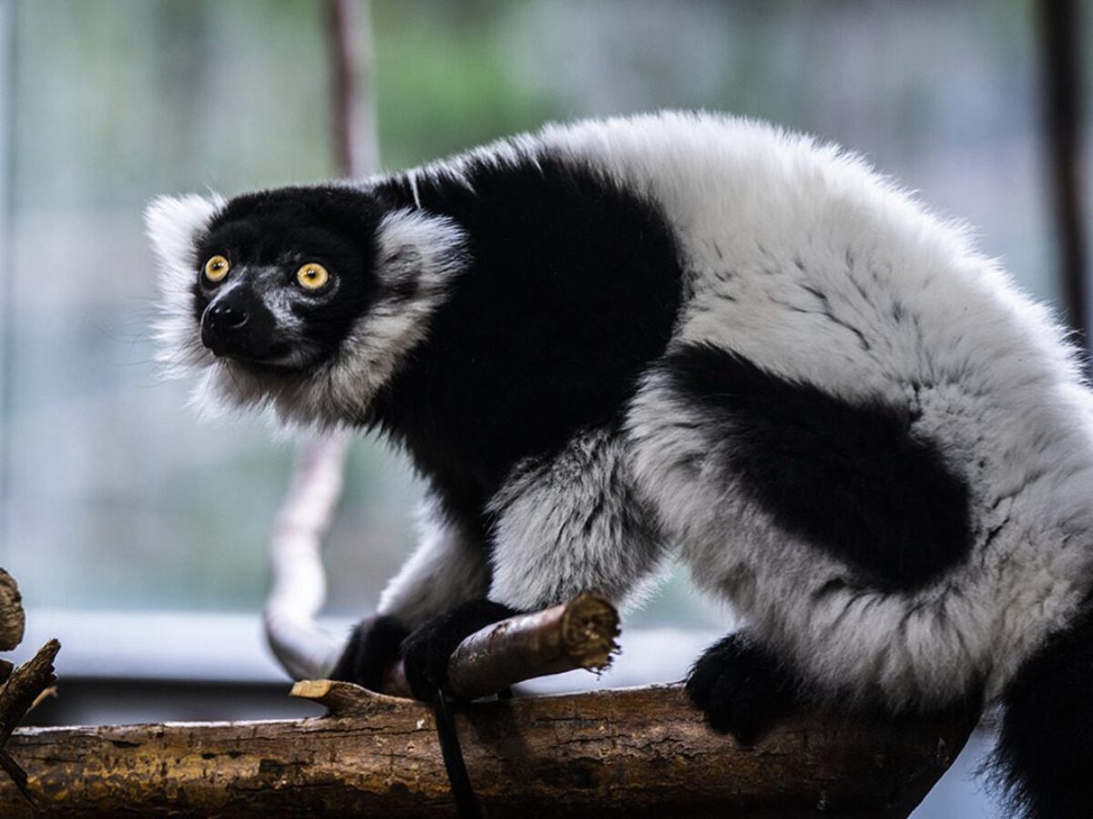 Black and White Ruffed Lemur